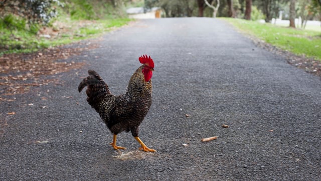 Куры дорога. Дорожно курицы. Chicken Cross the Road. Кроссу роад курица. Jelly Crossover курей.